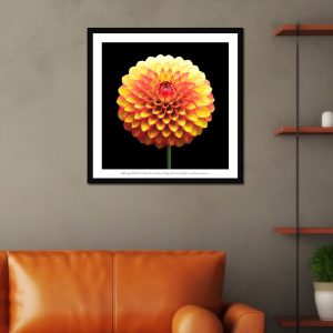 Dahlia #1 Framed Flower Fine Art Print