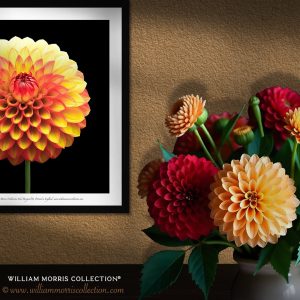 Dahlia #1 Framed Flower Fine Art Print