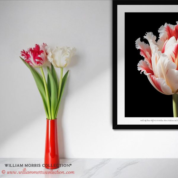 Framed White Parrot Tulip Flower Art Print