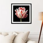 White Parrot Tulip #1 Framed Flower Art Print